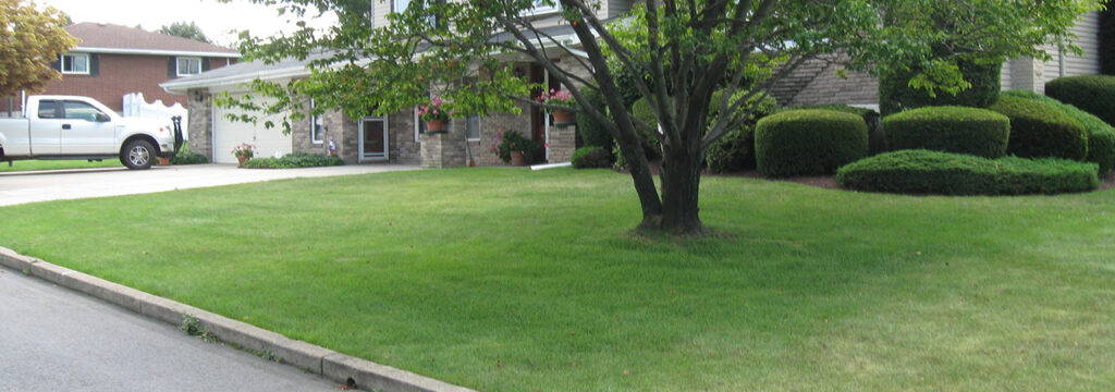 Front lawn with tree