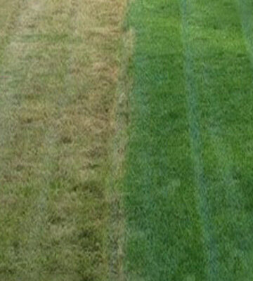 Dethatching