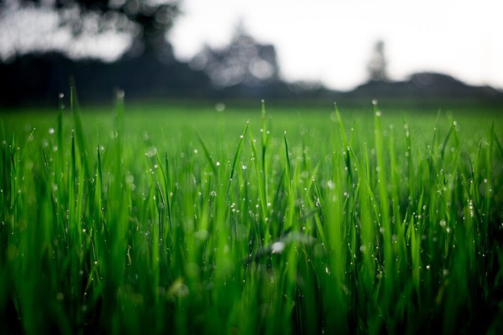 Dew on the grass in the morning