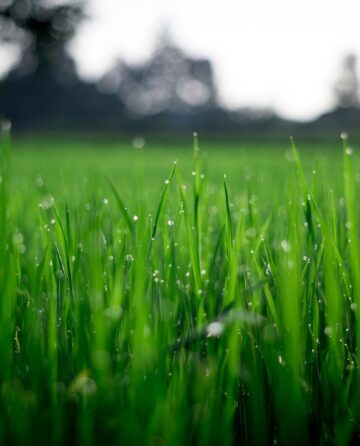 Dew on the grass in the morning