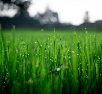 Dew on the grass in the morning