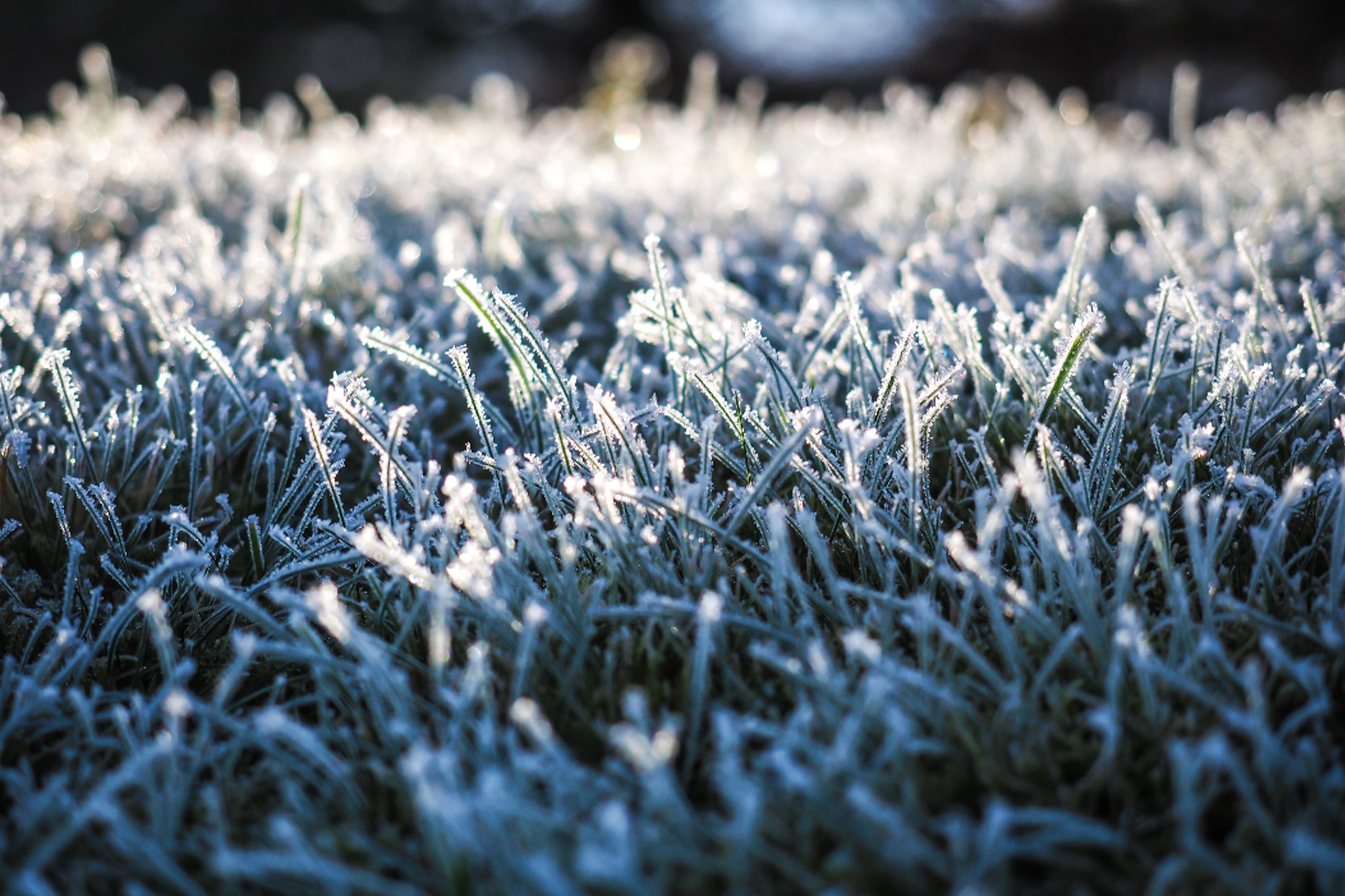 Winter Lawn