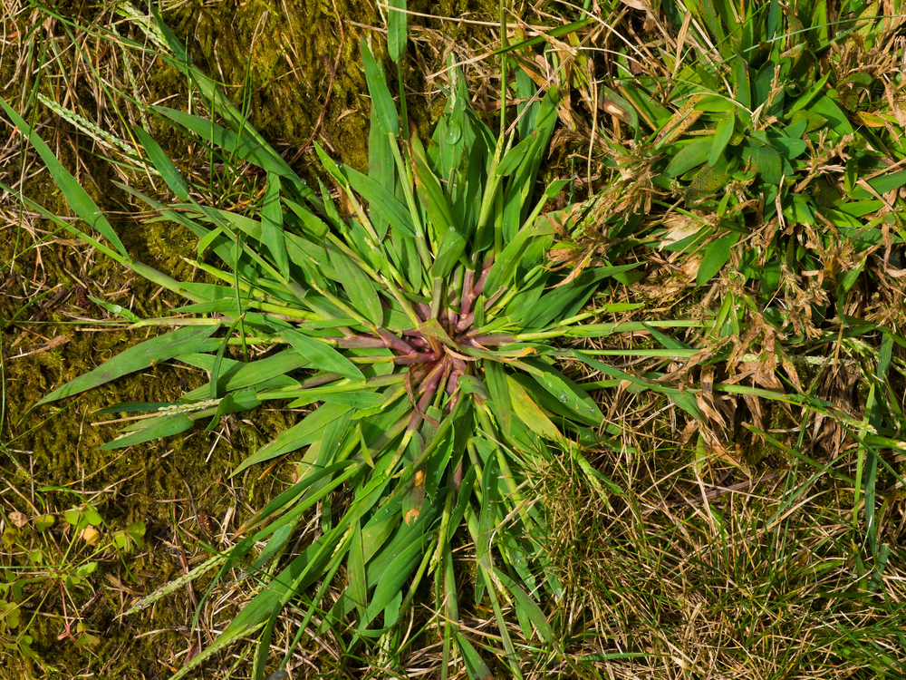 a clump of crabgrass in the yard