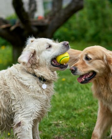 Dogs