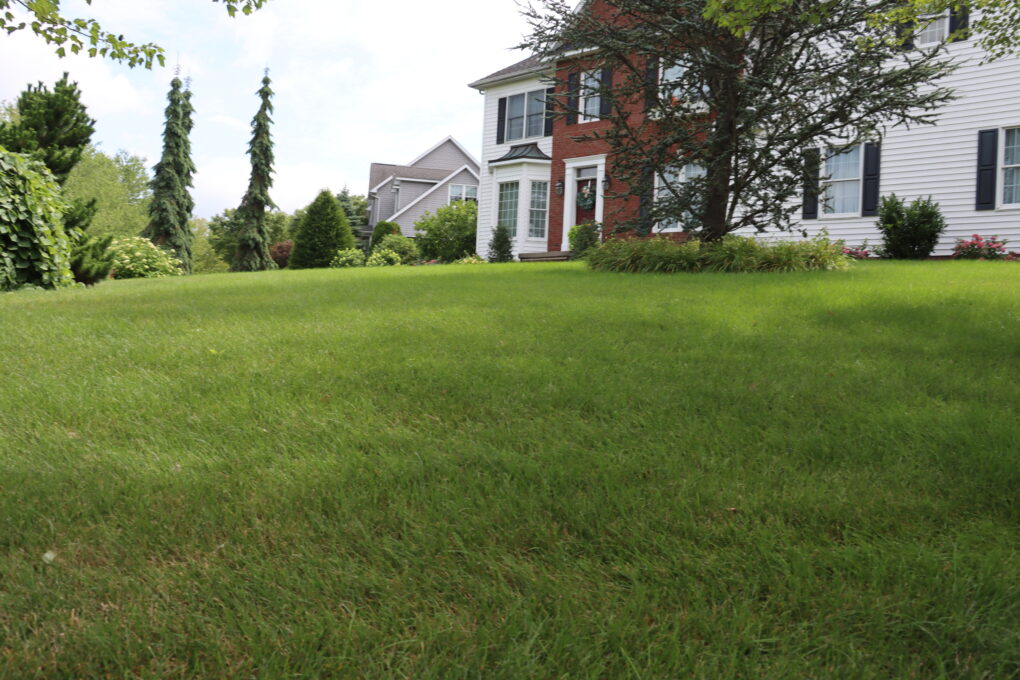Green Lawn, Lawn Specialties