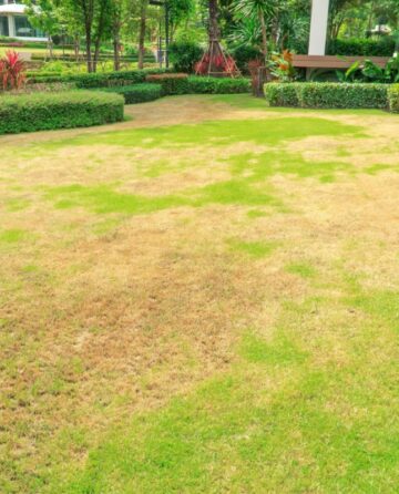 A backyard with a giant irregularly-shaped brown spot in the grass