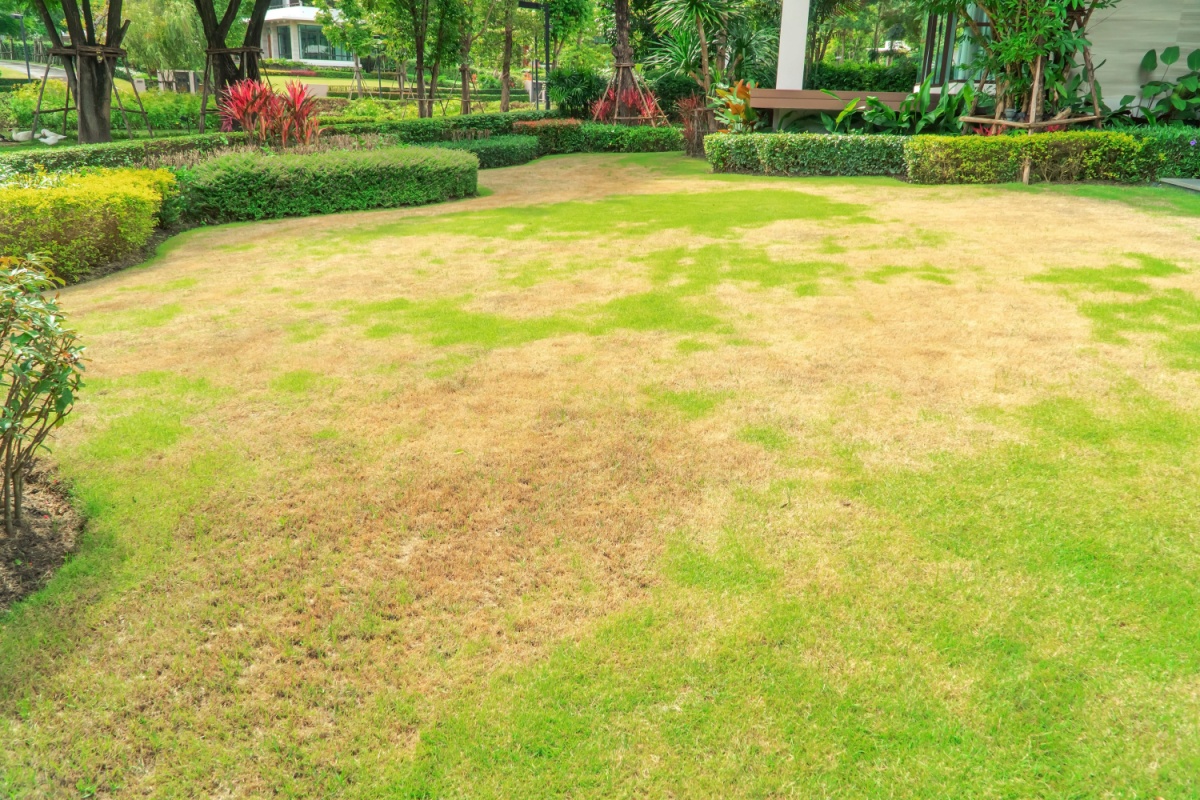 A backyard with a giant irregularly-shaped brown spot in the grass
