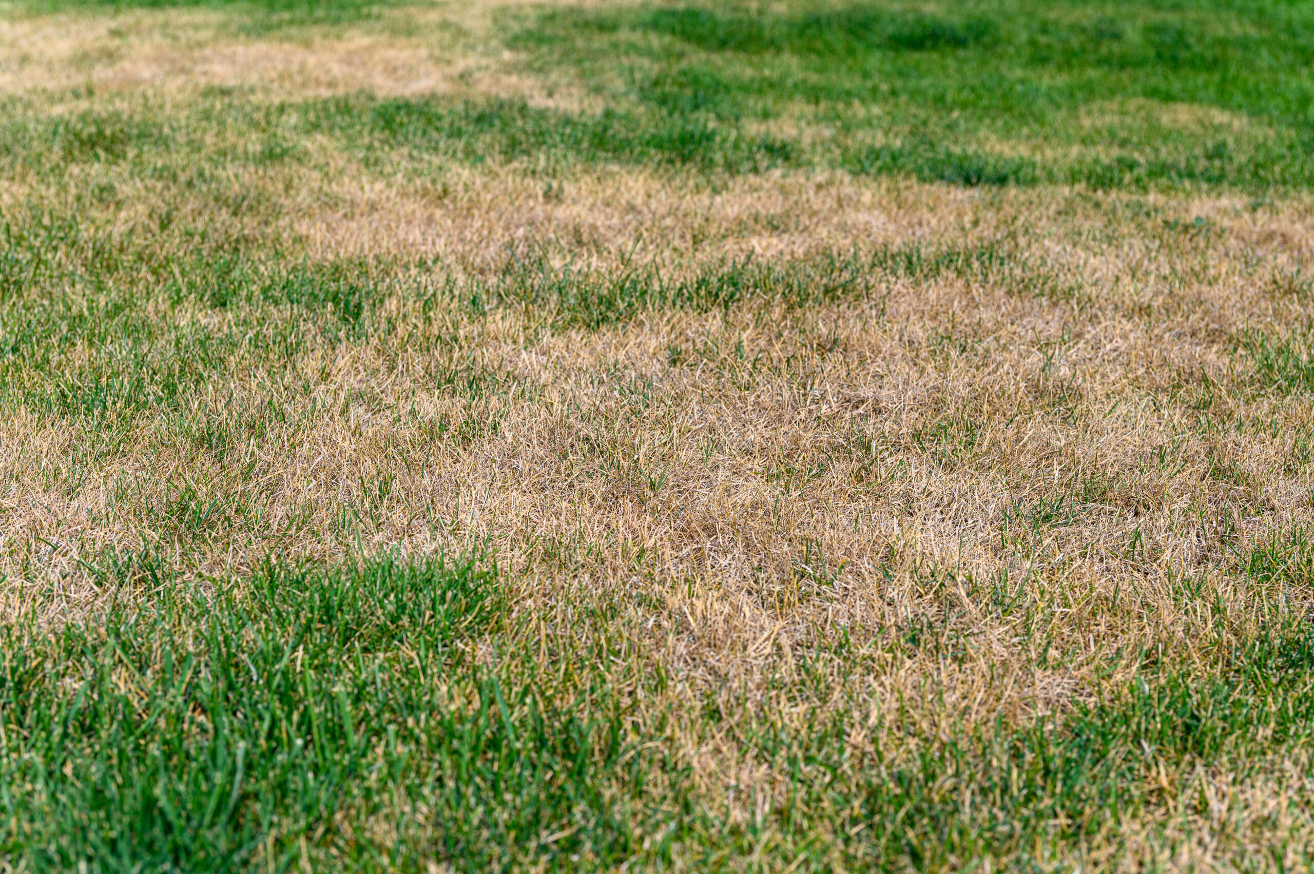 Brown Spots