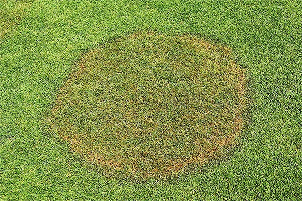Brown Patch