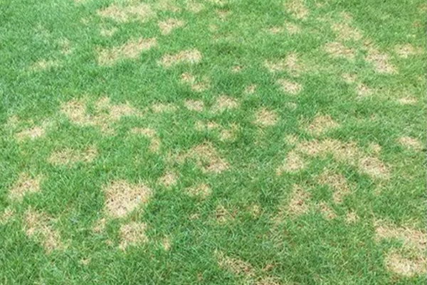 Dollar Spot