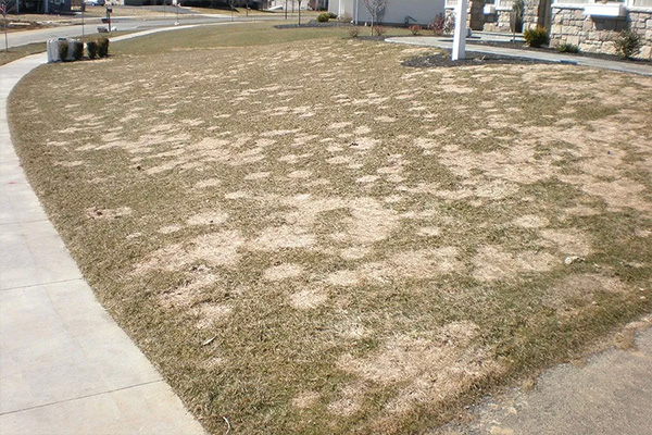 Gray Snow Mold