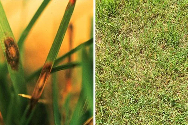 Leaf Spot
