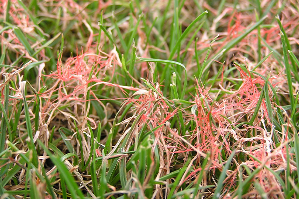 Red Thread