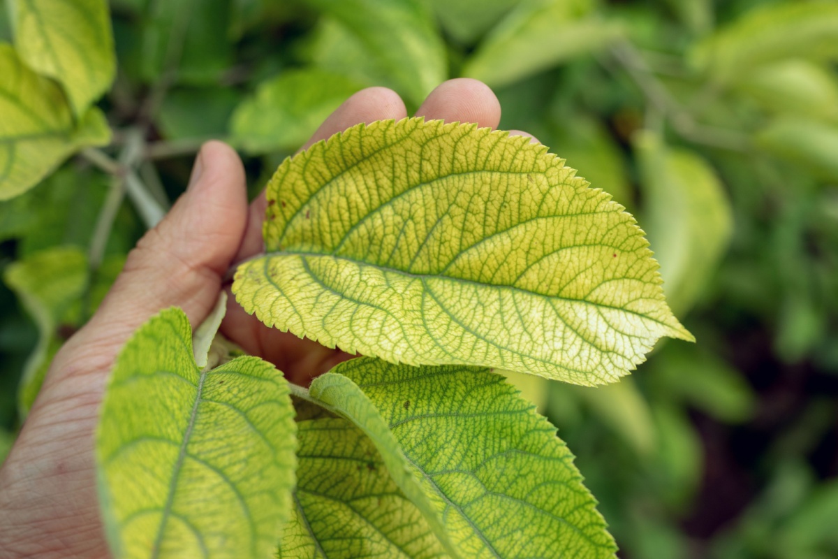 Leaves on an apple tree with chlorosis
