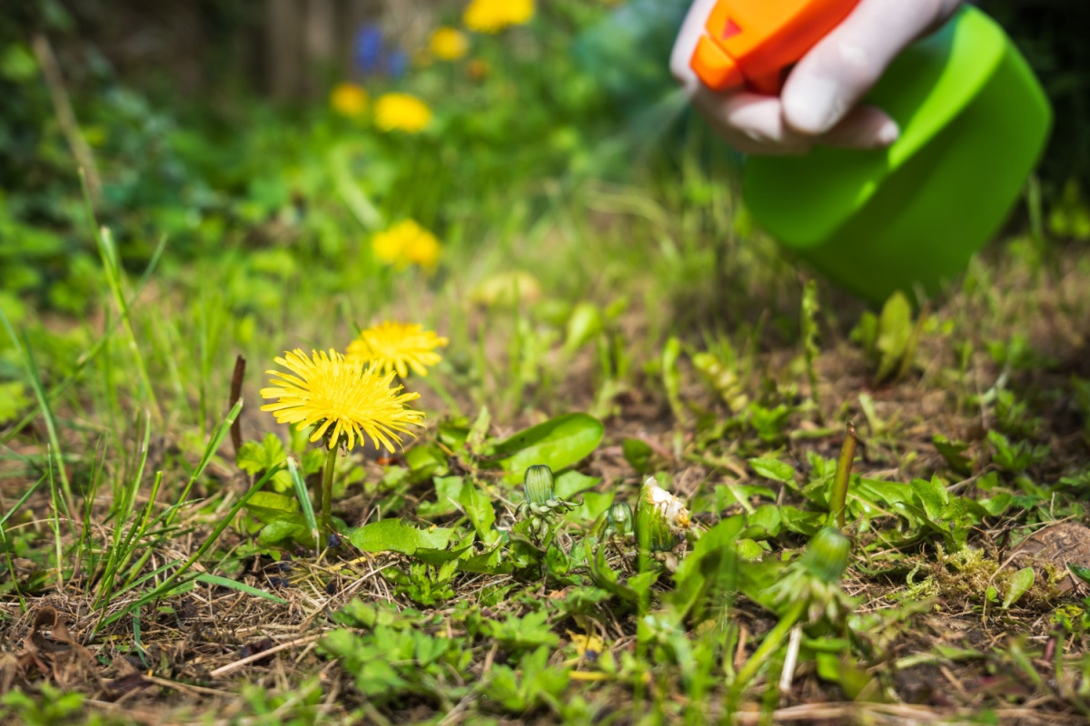 A hand in a glove spraying a bottle of DIY weedicide on dandelion flowers