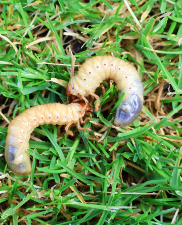 grubs