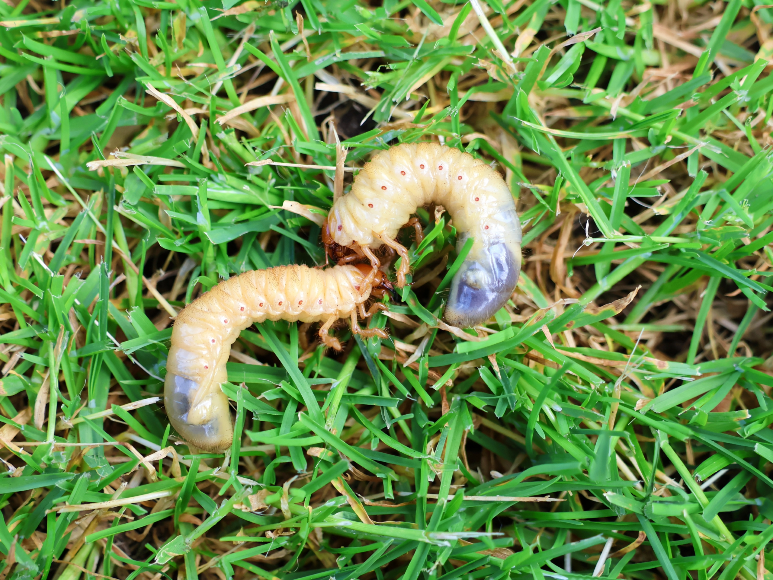 grubs