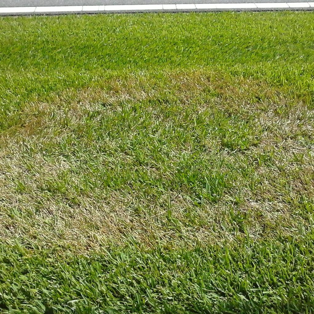 Brown_Patch Brown_Patch